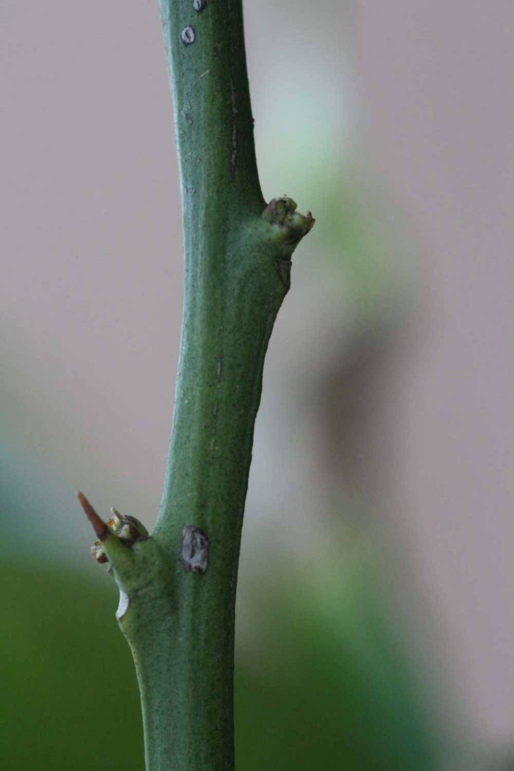              First year twig (Riverside, CA)       